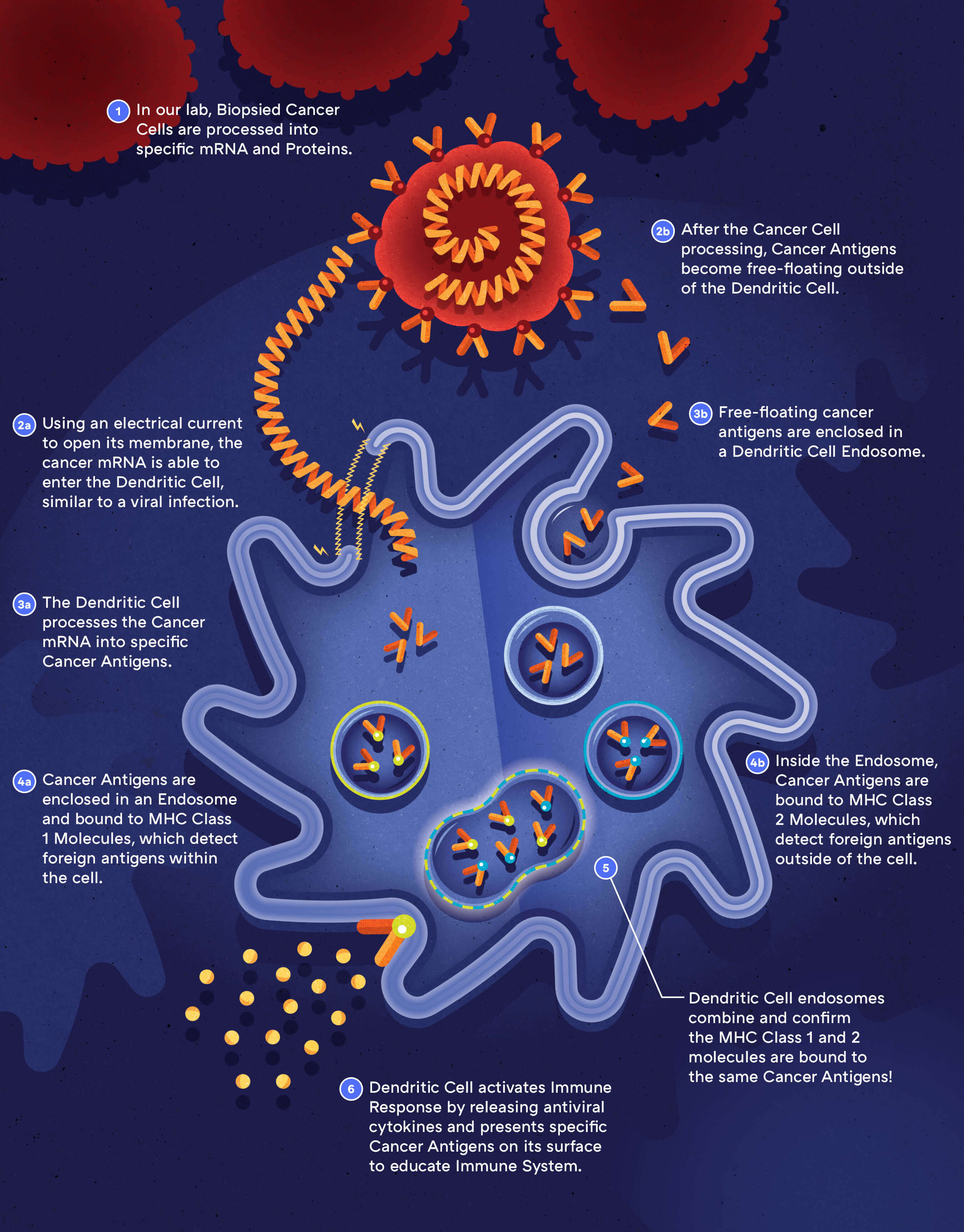 IDCT dendritic cell illustration — step one