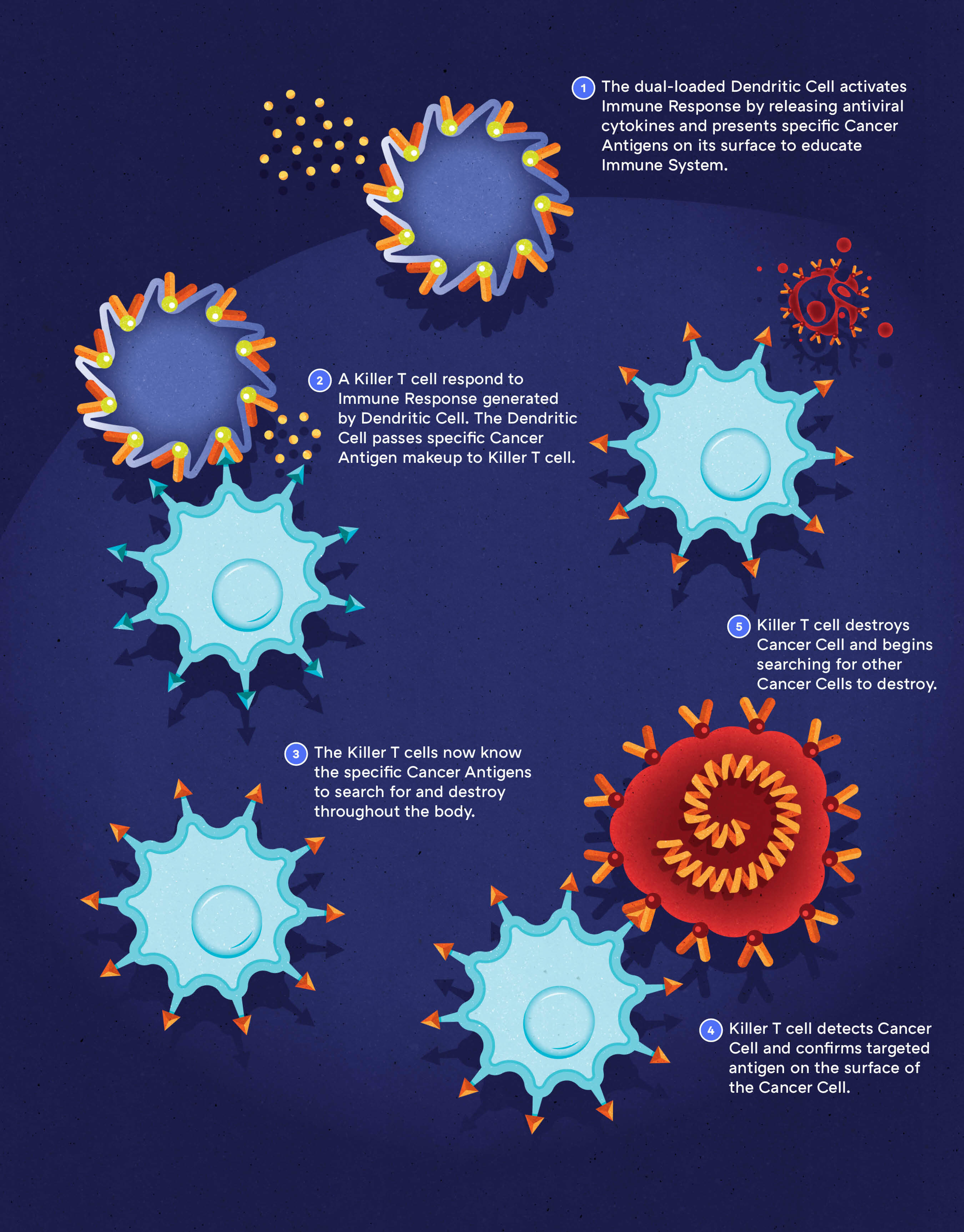 IDCT dendritic cell illustration — step two